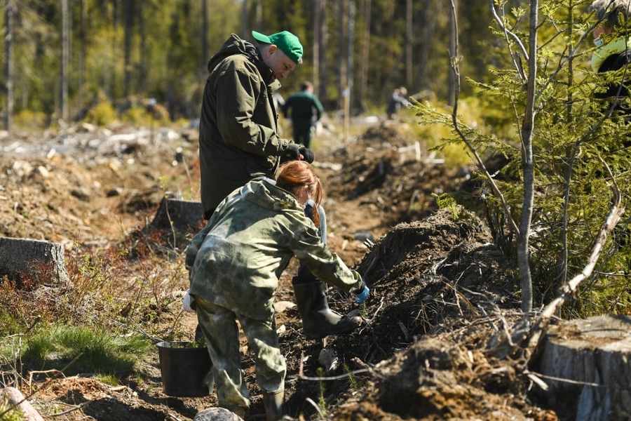 Александр Дрозденко: «Сажать лес- благородное дело»